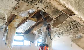 Best Mold Damage Restoration in Littlerock, CA